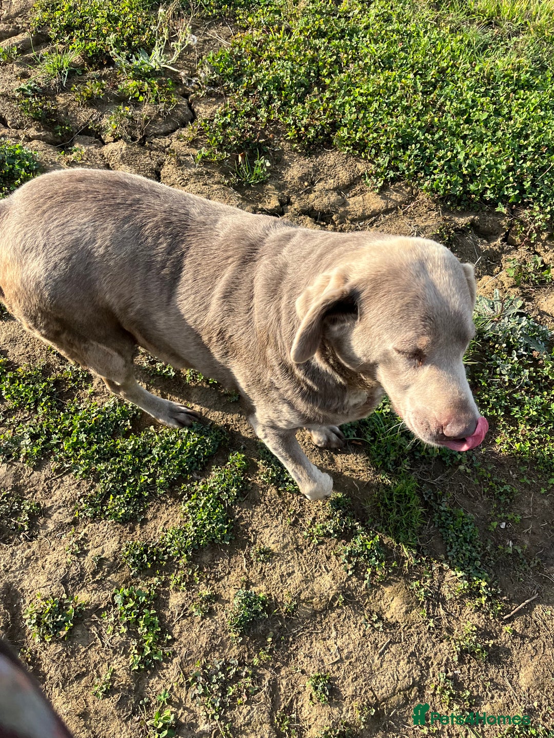 Labrador Retriever dogs for sale: Silver Labrador girl  - Image 6