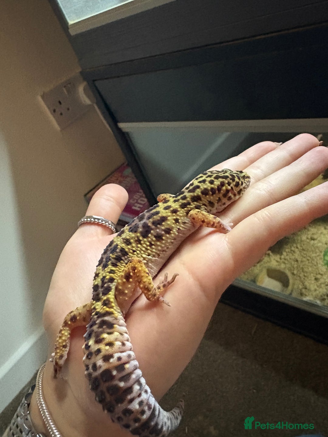 Gecko reptiles for sale: Snow leopard gecko  - Advert 4