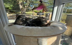 Bengal cats for sale: MARBLED & Spotted BENGALS TiCA Reg 1 kitten left  - Image 8