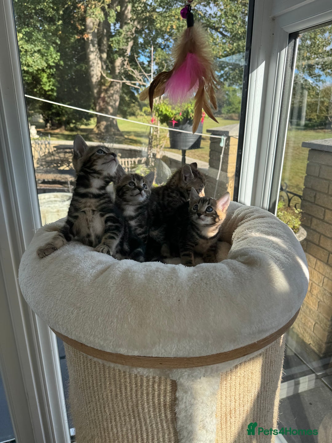 Bengal cats for sale: MARBLED & Spotted BENGALS TiCA Reg 1 kitten left  - Image 8