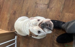 English Bulldog dogs for sale: Brother and sister for sale £2500 for both  - Advert 16