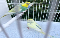 Budgerigars birds for sale: Stunning dominant and rainbow pied baby budgies!!! - Image 4
