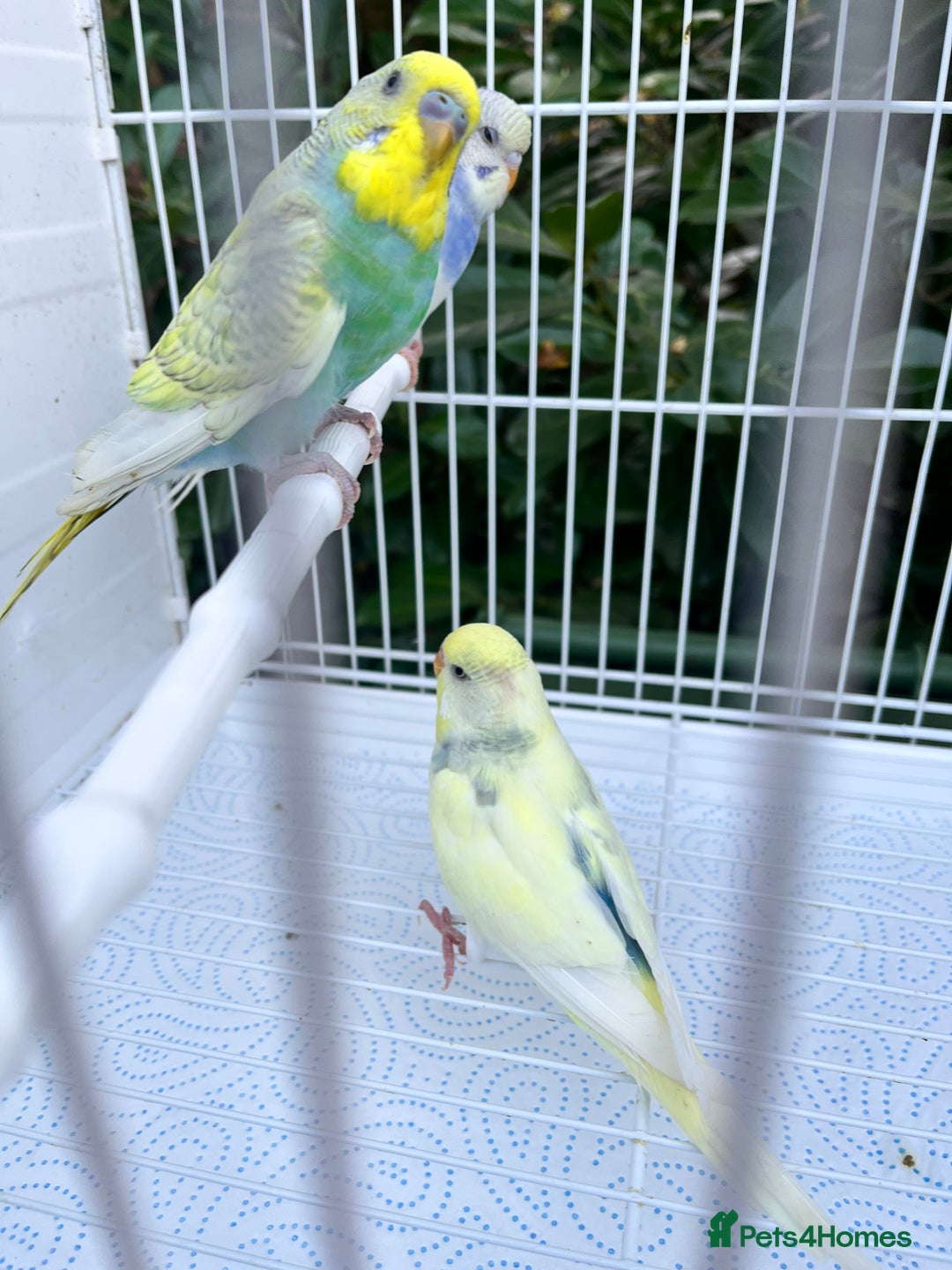 Budgerigars birds for sale: Stunning dominant and rainbow pied baby budgies!!! - Image 4
