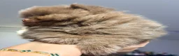 Pomeranian dogs for sale: 🧸 Exceptional Teddy Bear Boys  Rare Colours👑 - Advert 33
