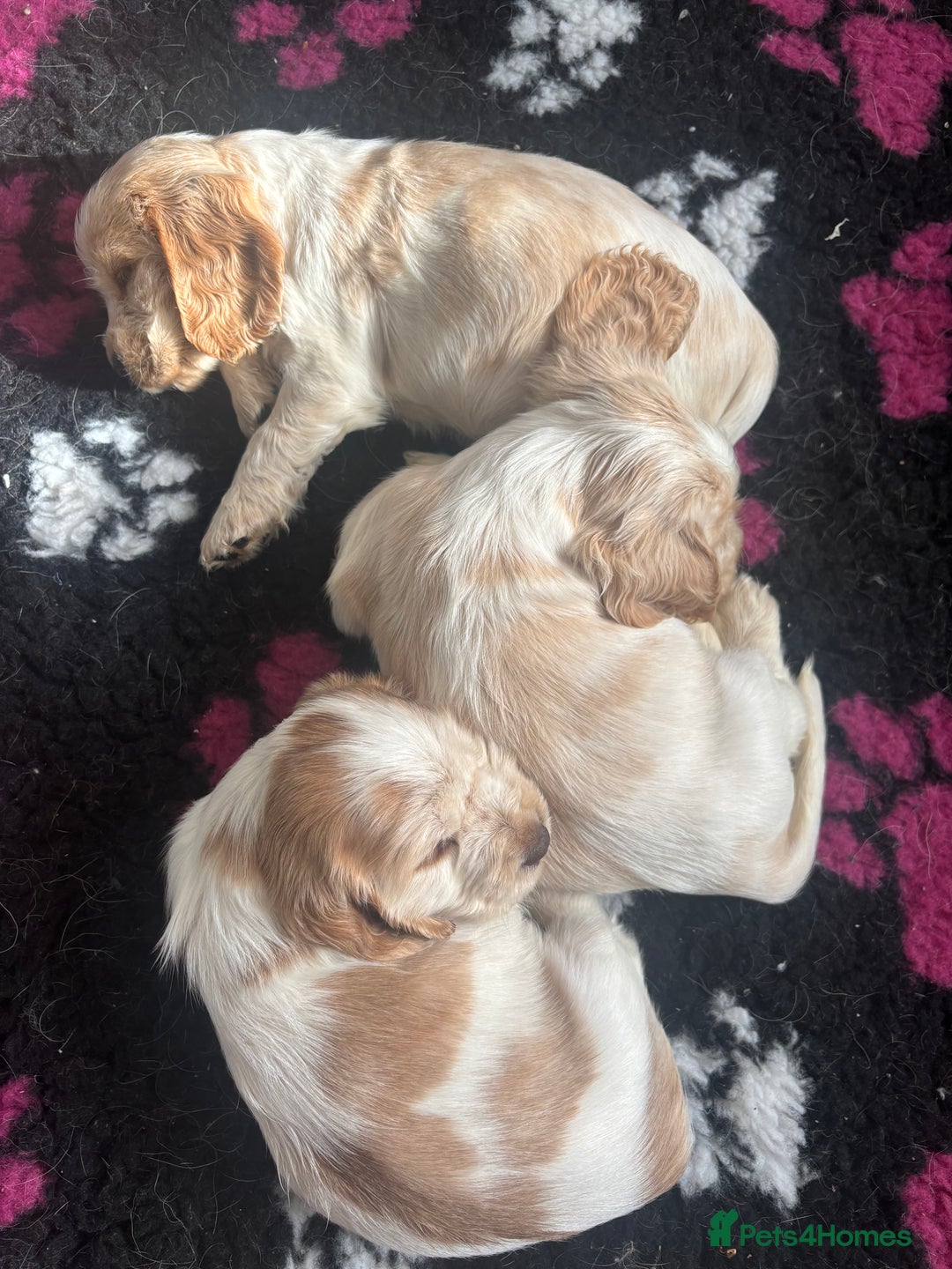 Cocker Spaniel dogs for sale: Show cocker spaniels  - Image 3