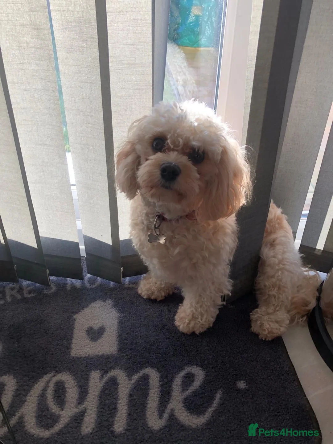 Cavachon dogs for sale: F1B Cavachon Puppies - Advert 11