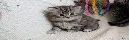 British Shorthair cats for sale: GCCF registered British Shorthair silver Tabby - Advert 2