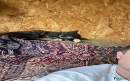 British Longhair cats for sale: Maincoon x British Long haired kitten.  - Image 3