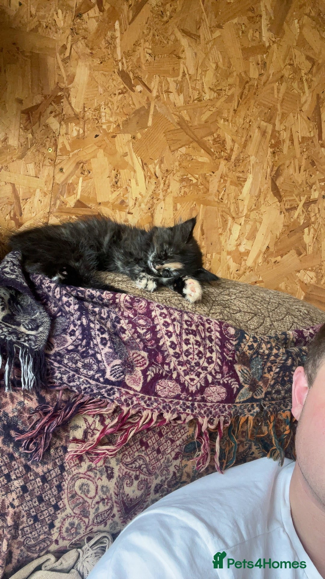 British Longhair cats for sale: Maincoon x British Long haired kitten.  - Image 3