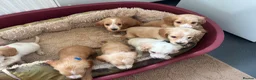 Cocker Spaniel dogs for sale: Cocker spaniel puppy’s READY SOON - Advert 11