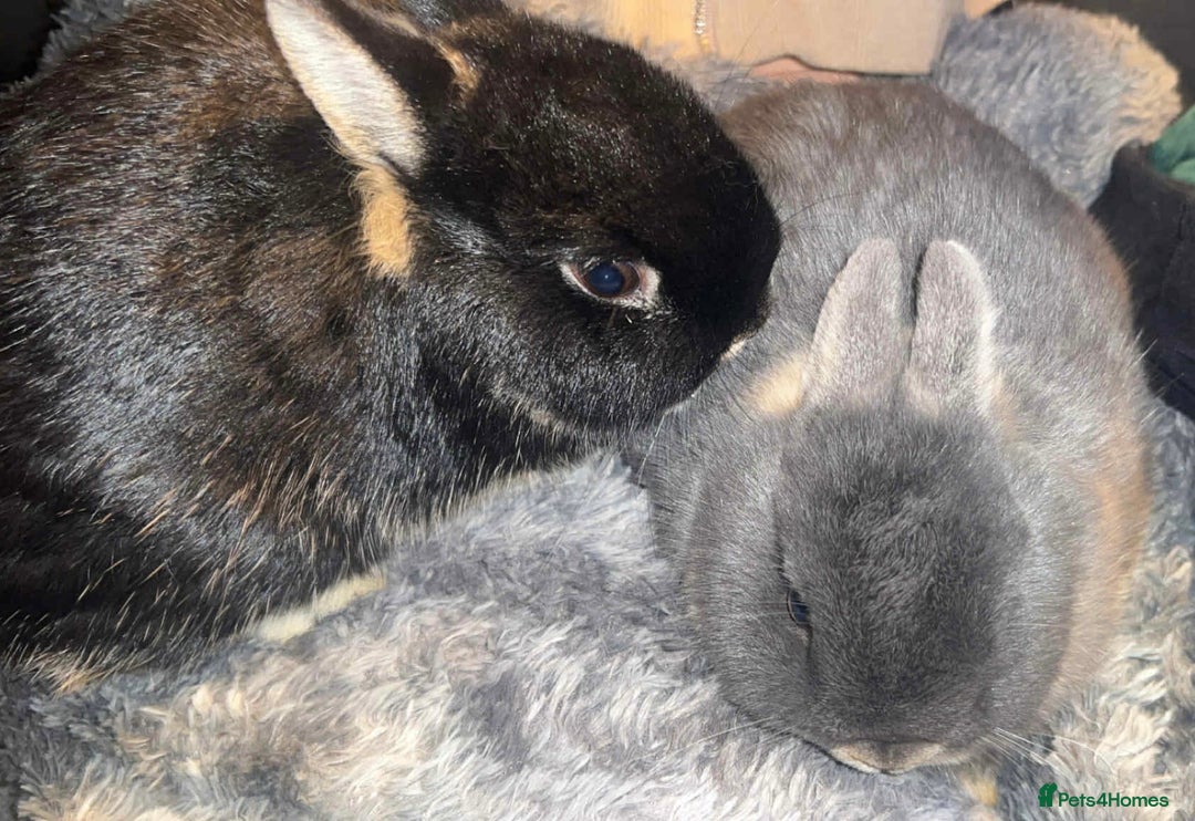 Netherland Dwarf rabbits for sale: Netherland dwarf bucks  - Advert 1