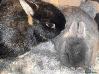 Netherland Dwarf rabbits Netherland dwarf bucks - Advert 1