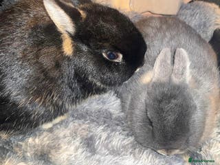 Netherland Dwarf rabbits Netherland dwarf bucks - Advert 9