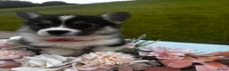 Welsh Corgi Pembroke dogs for sale: Stunning champion breed Tri Corgi Puppies  - Advert 32