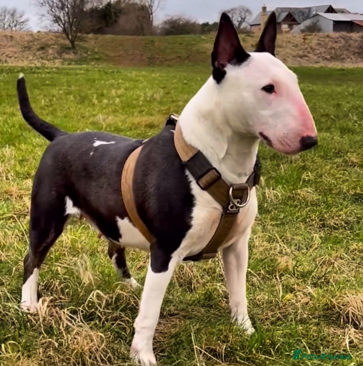 English Bull Terrier dogs 🐶New litter coming, here are the details 🐶 - Advert 13