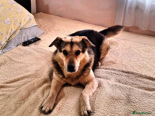 Mixed Breed dogs Oldie but Goldie MAX needs a Loving Home - Advert 2