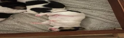 Jack Russell dogs for sale: Adorable boy puppy - Advert 3