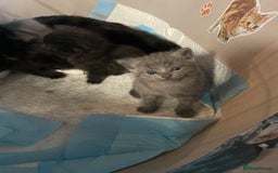 Mixed Breed cats for sale: 1 male still available  in Witney - Image 9