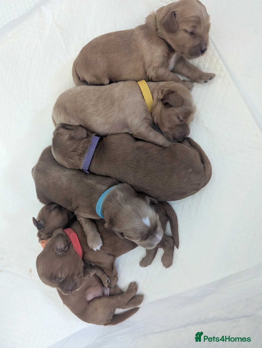 Cockapoo dogs for sale: COCKERPOO PUPPIES  - Advert 2