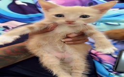 British Shorthair cats for sale: Kittens forsale  - Image 7