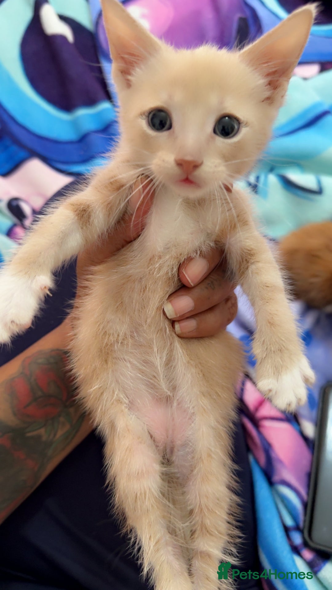 British Shorthair cats for sale: Kittens forsale  - Image 7