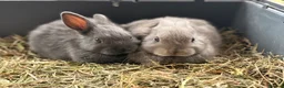 English Lop rabbits for sale: Monty and Mickey - Advert 3