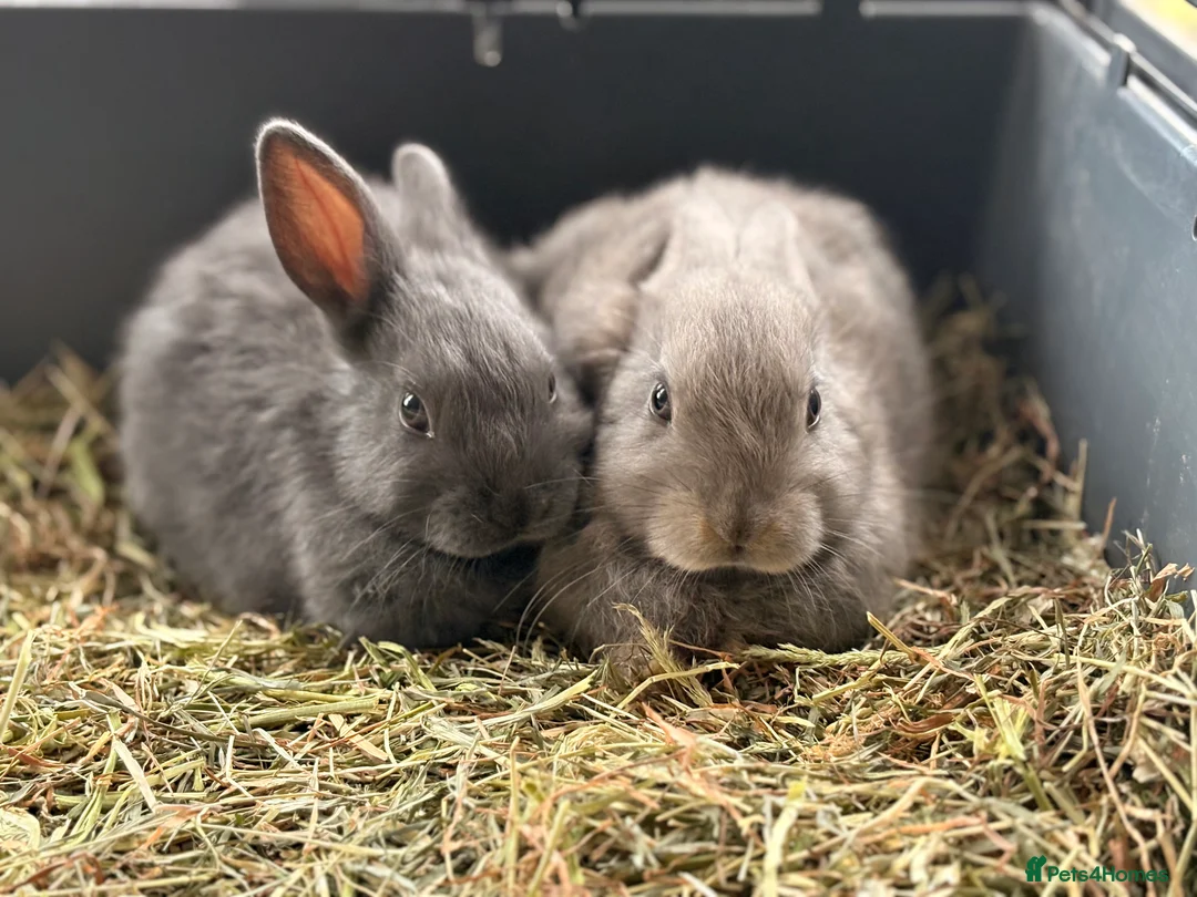 English Lop rabbits for sale: Monty and Mickey - Advert 3