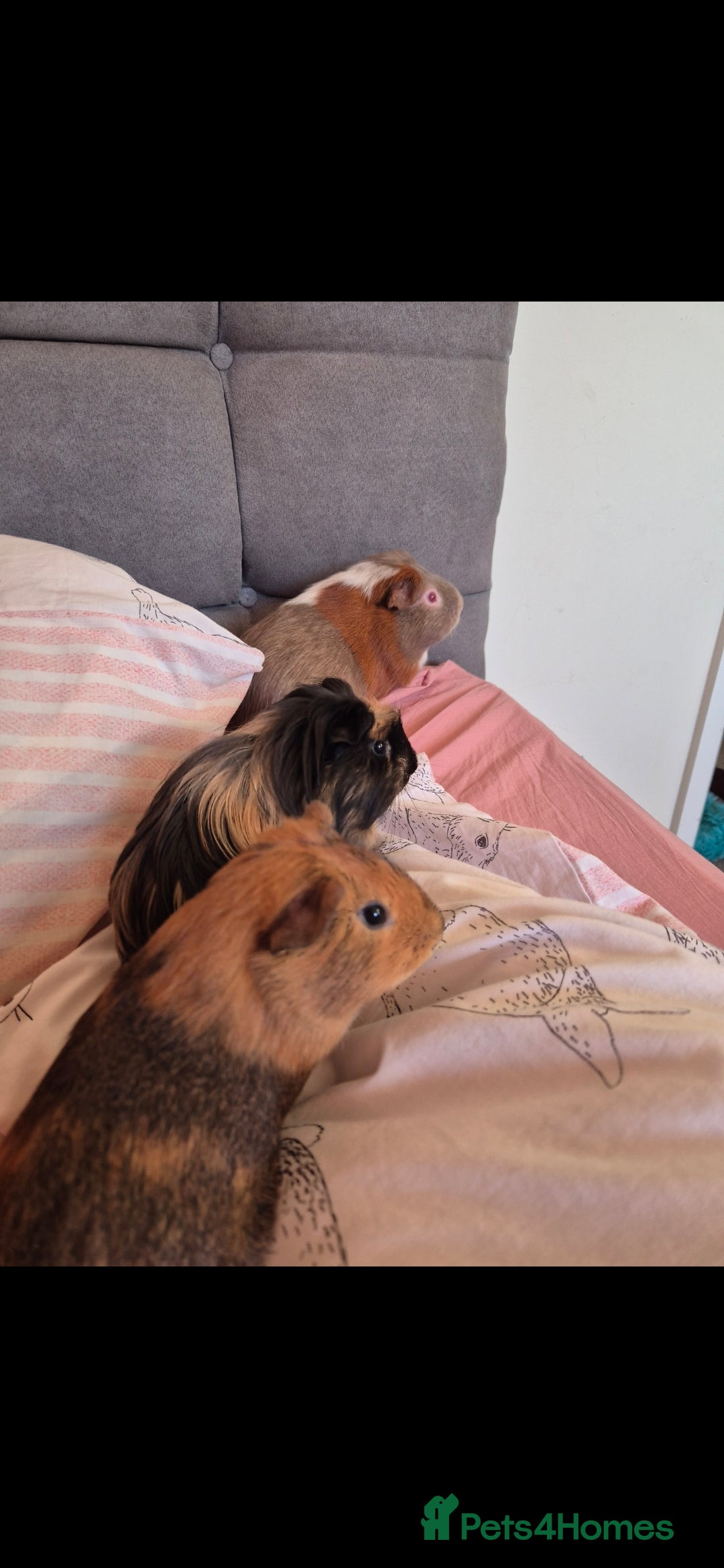 Guinea Pig rodents 3x male guinea pigs - Advert 19