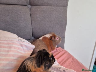 Guinea Pig rodents 3x male guinea pigs - Advert 1