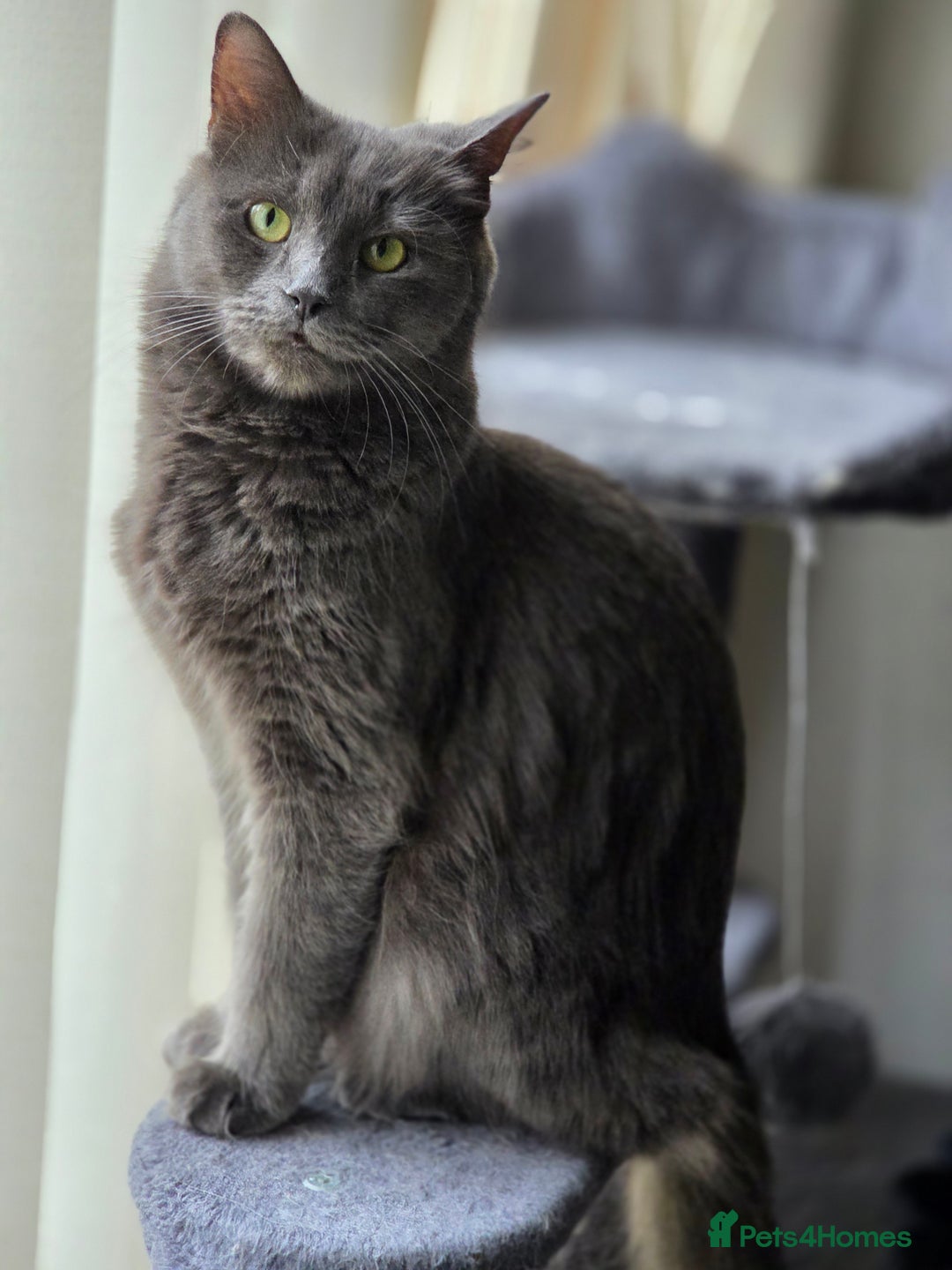 British Shorthair cats for sale: British Shorthair x Siberian Kittens  - Advert 2