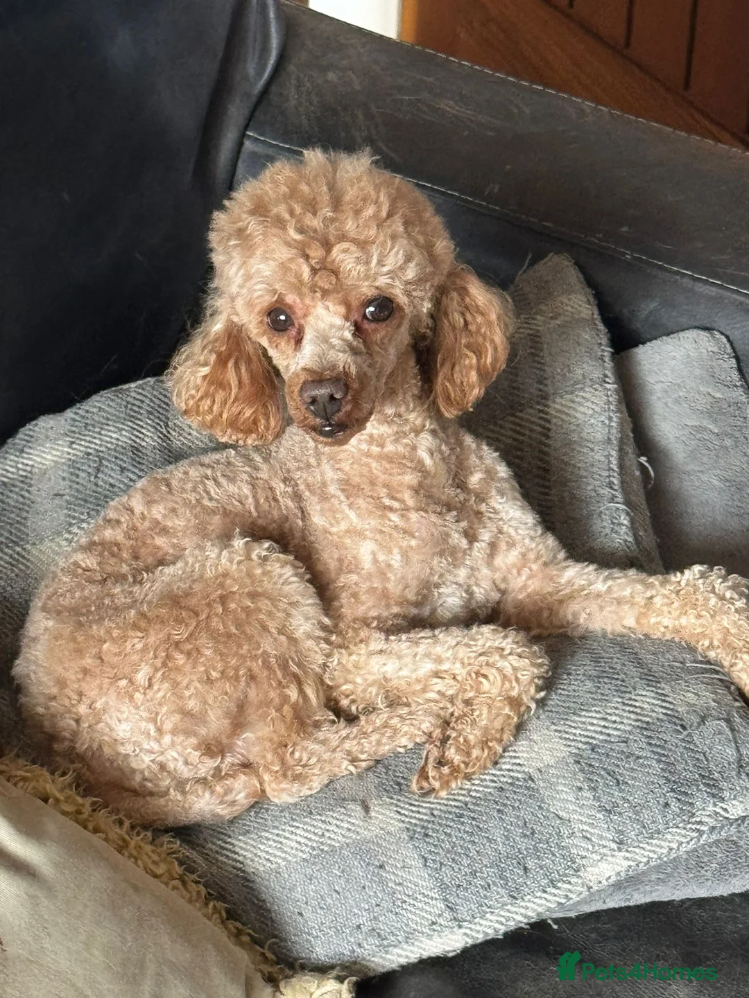 Toy Poodle dogs for sale: TOY POODLE MALE ADULT  - Advert 8