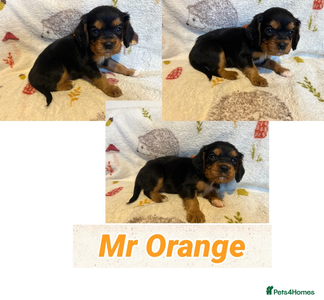 Cockalier dogs for sale: Stunning Cockalier Puppies (5 male, 2 female) - Advert 7