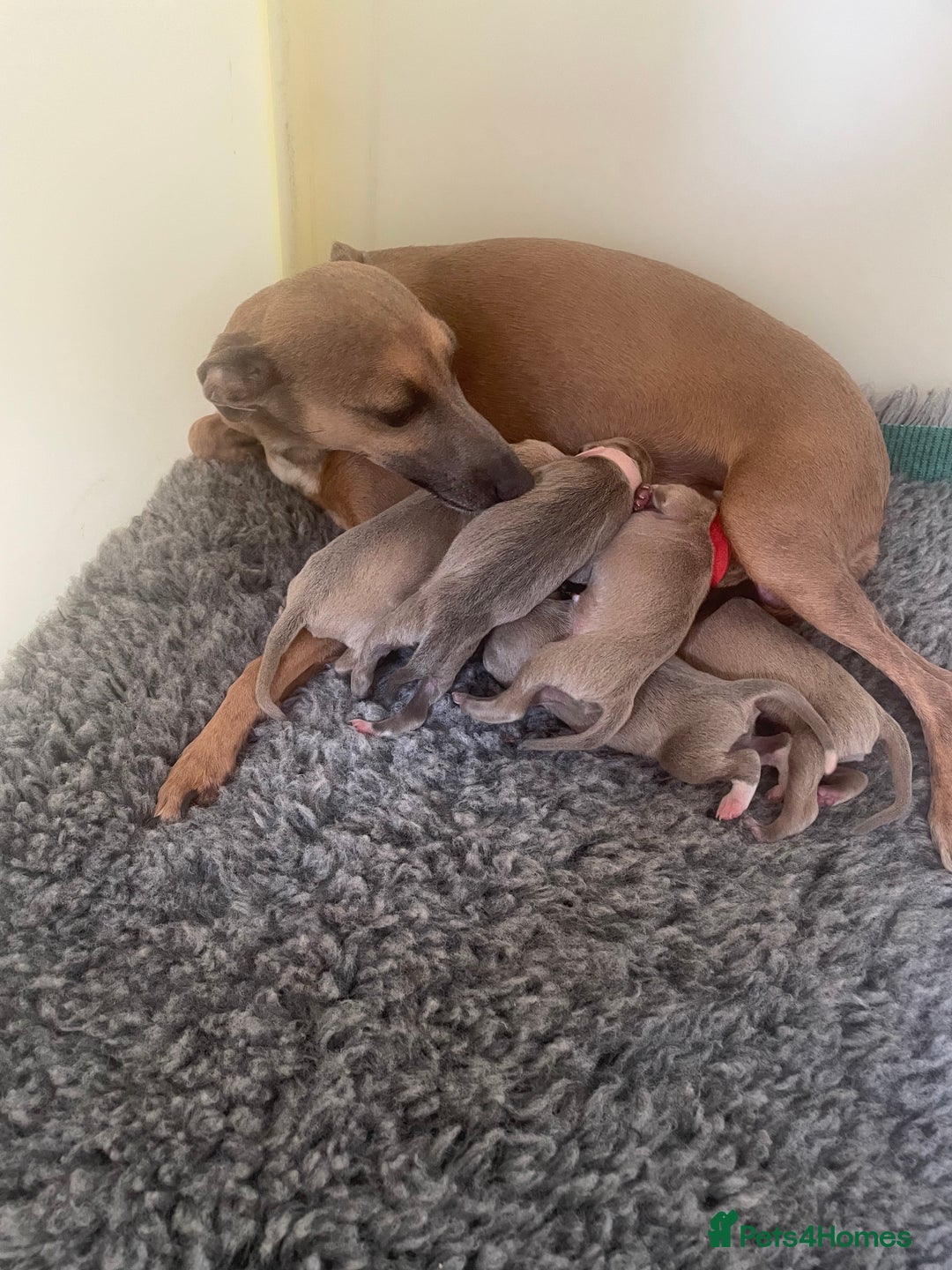 Italian Greyhound dogs for sale:  Beautiful Italian greyhound puppies  - Image 12
