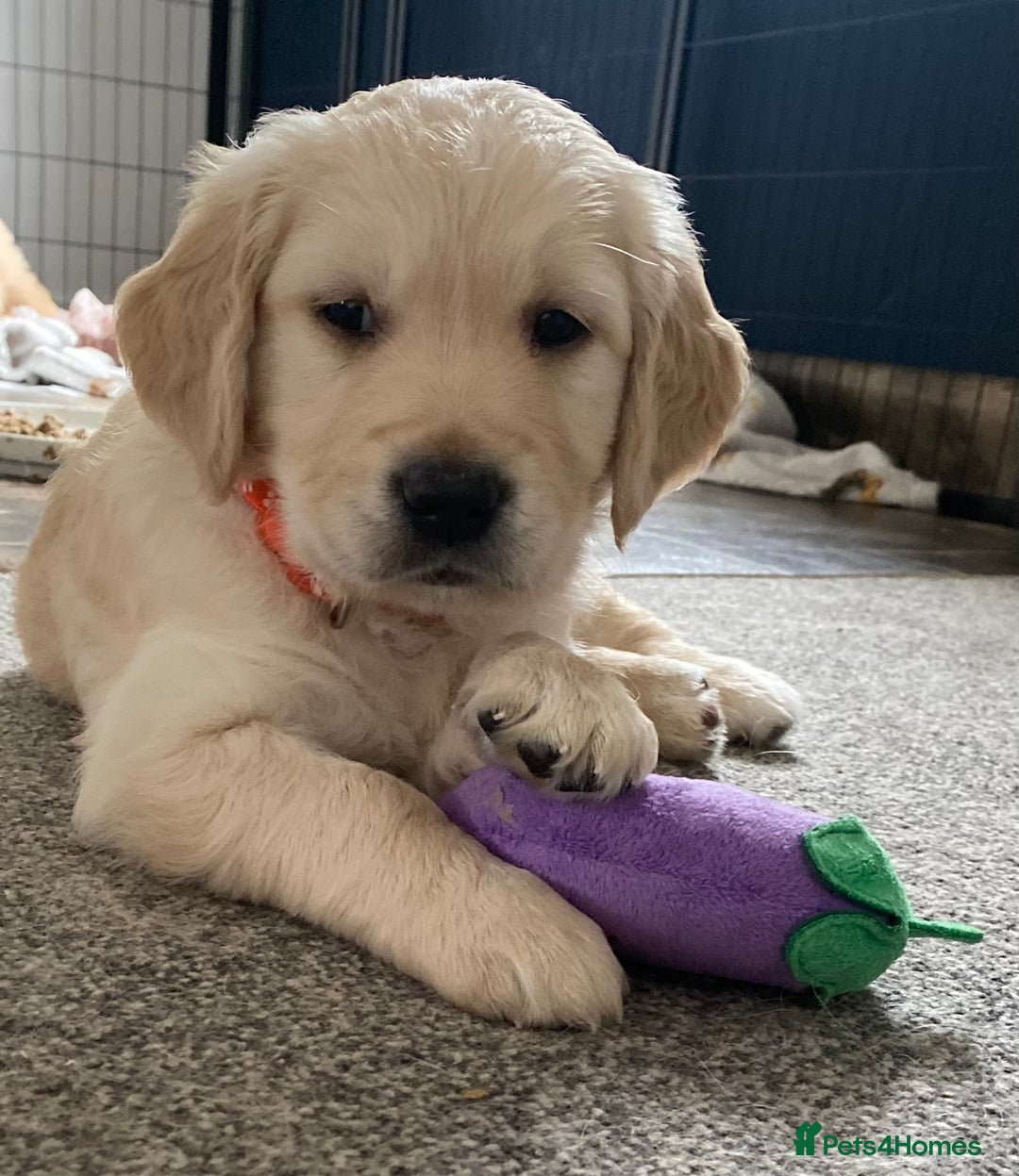 Golden Retriever dogs for sale: Golden Retriever Puppies (3 x Females Available) - Image 4