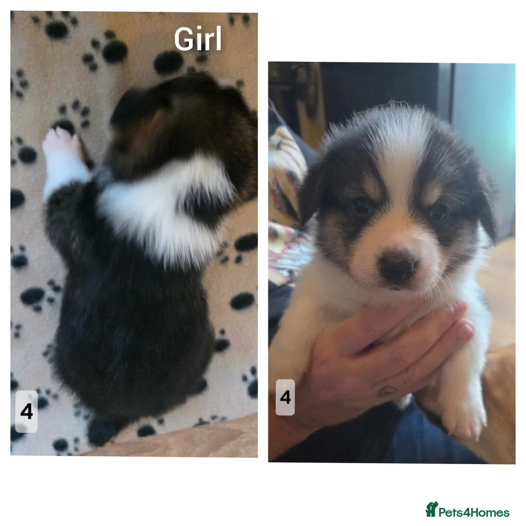Welsh Corgi Pembroke dogs for sale: Welsh Pembrokeshire Corgis 2 x Boys & 4 x Girls - Advert 6
