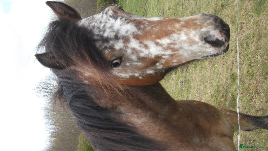 Appaloosa horses for sale: 14 hand spotted gelding - Image 5