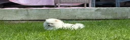 Pomeranian dogs for sale: White male baby Pomeranians  - Advert 15