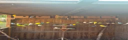 Budgerigars birds for sale: Baby Budgies for sale  - Advert 3
