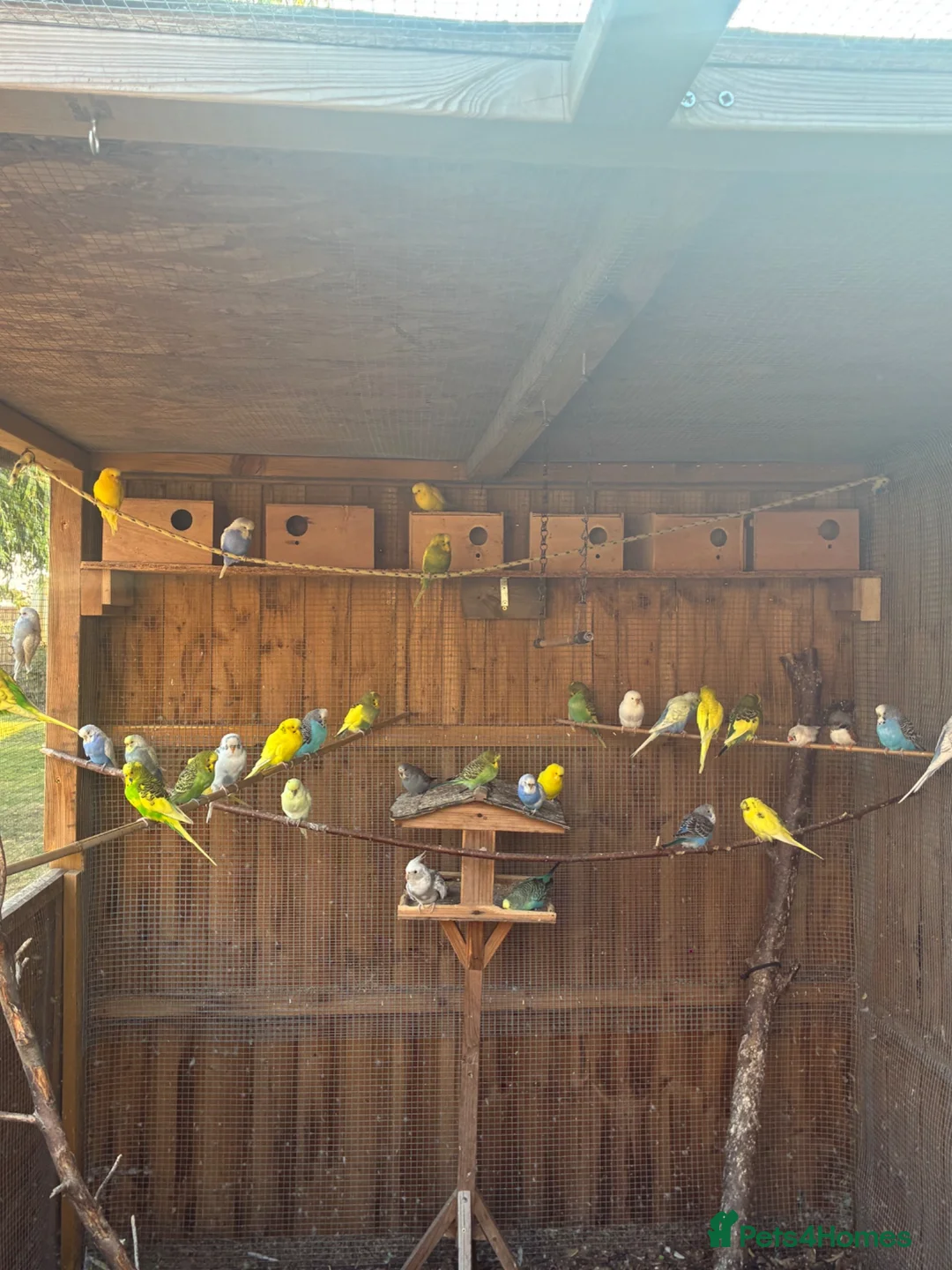 Budgerigars birds for sale: Baby Budgies for sale  - Advert 3