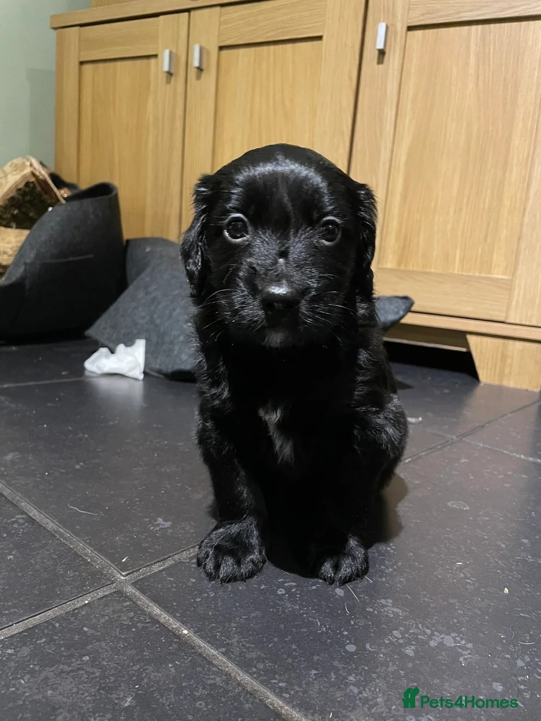 Mixed Breed dogs for sale: 2 stunning Cocker collies puppies for sale in Kirkby Stephen - Advert 1