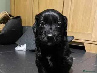 Mixed Breed dogs 2 stunning Cocker collies puppies for sale in Kirkby Stephen - Advert 1