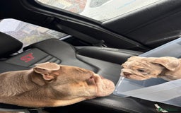 English Bulldog dogs for sale: English Bulldog Puppies - Image 9