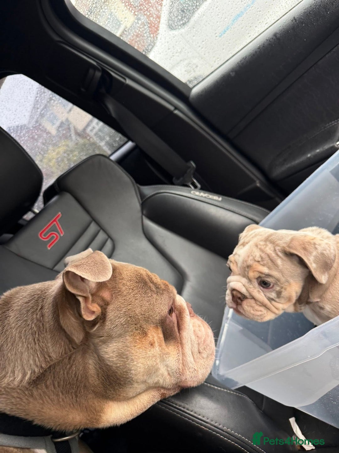 English Bulldog dogs for sale: English Bulldog Puppies - Image 9