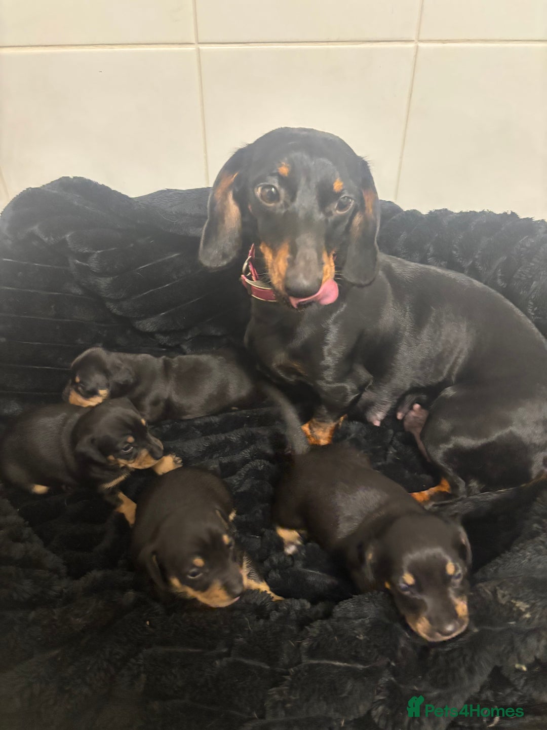 Mixed Breed dogs for sale: Dachshund X  - Advert 2