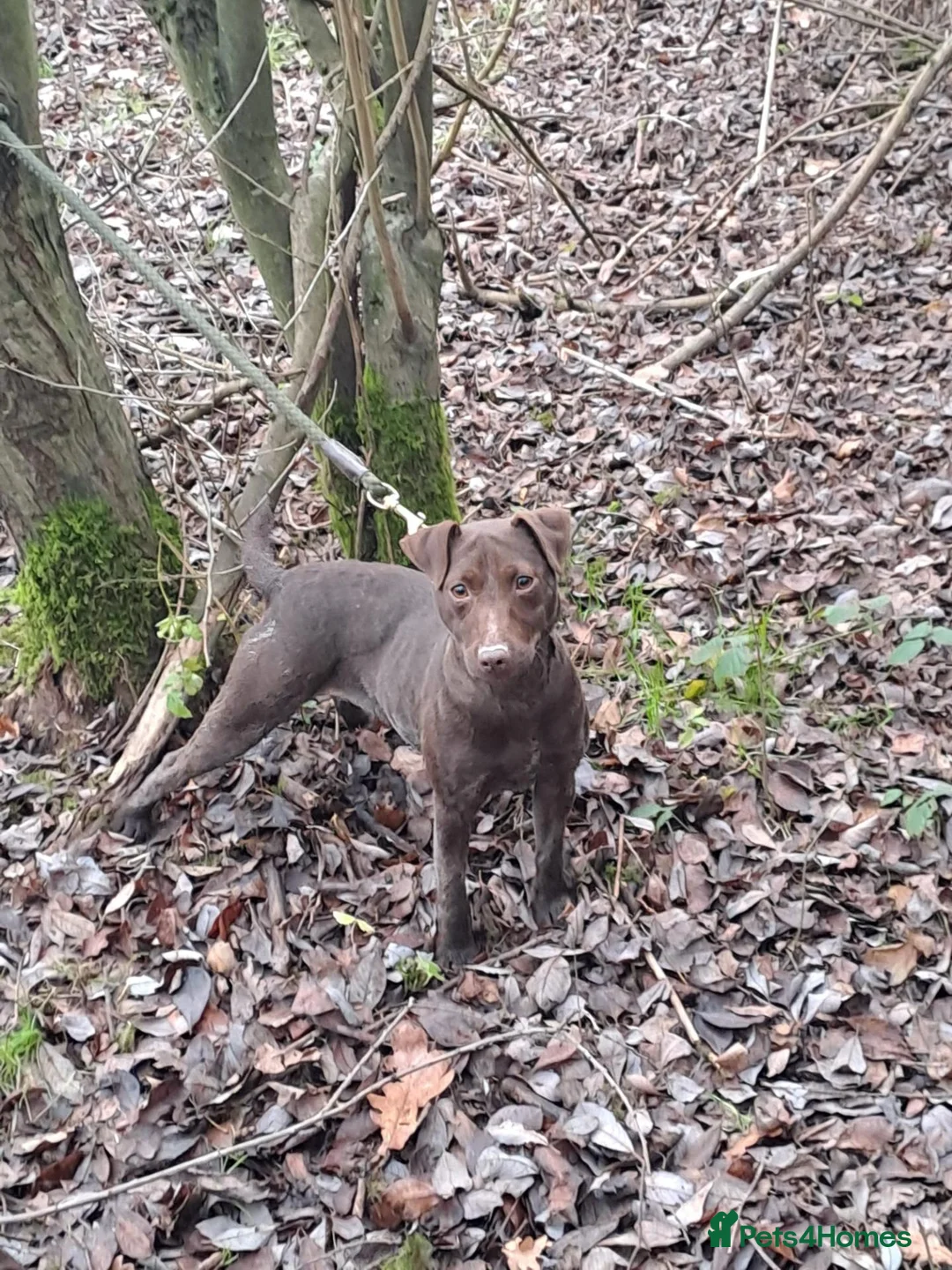Patterdale Terrier dogs for sale: 11 month old male patterdale  - Advert 1