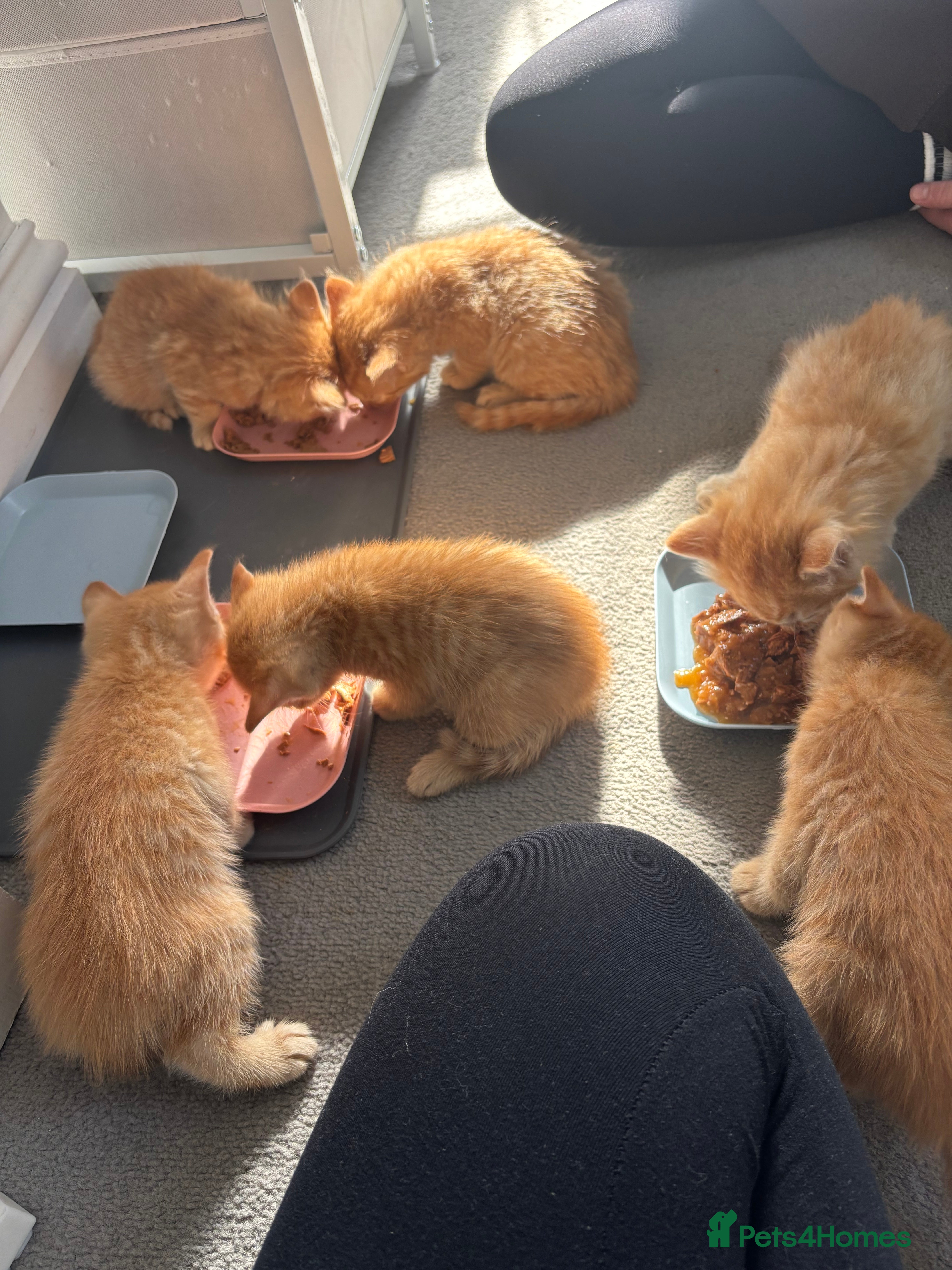Mixed Breed cats Ginger kittens for sale in Peacehaven - Advert 7