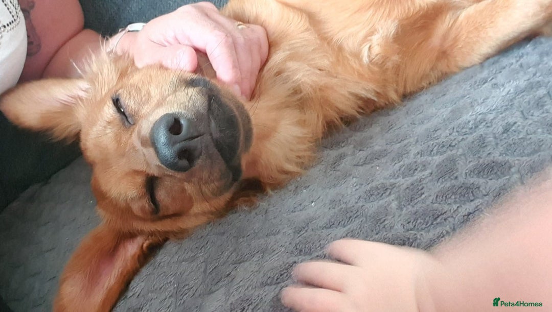 Mixed Breed dogs for adoption: 💖🐶 SANDY 🐶💖 - Image 23