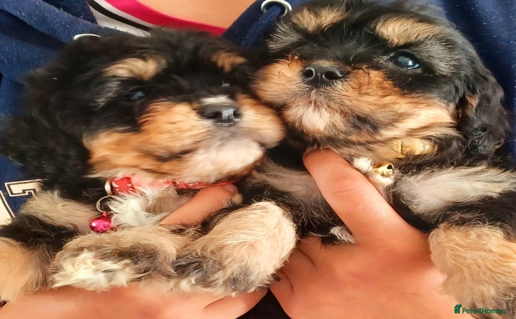 Cavapoo dogs - Advert 3