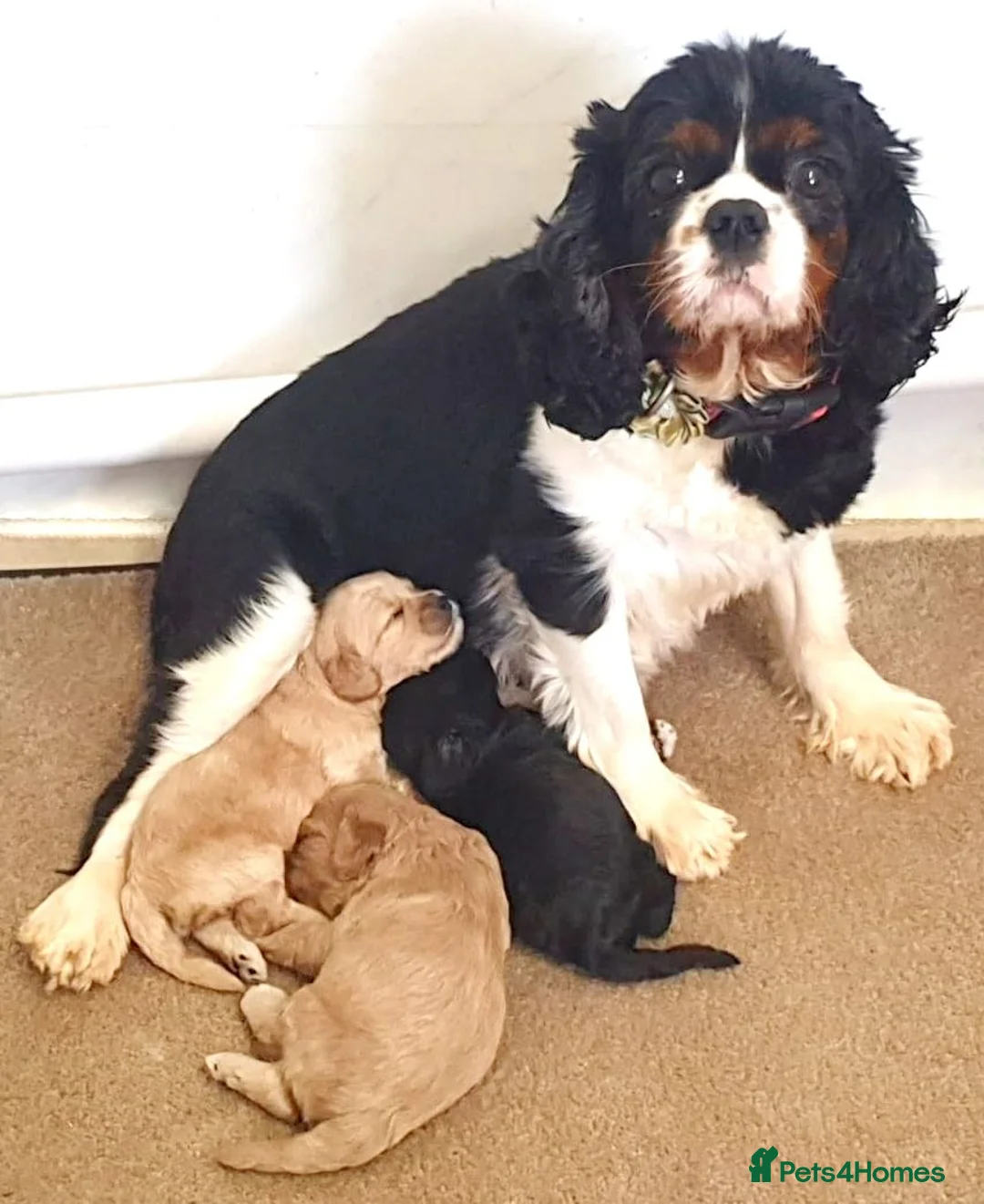 Cavapoo dogs for sale: Gorgeous F1 Cavapoo Puppies - Advert 1