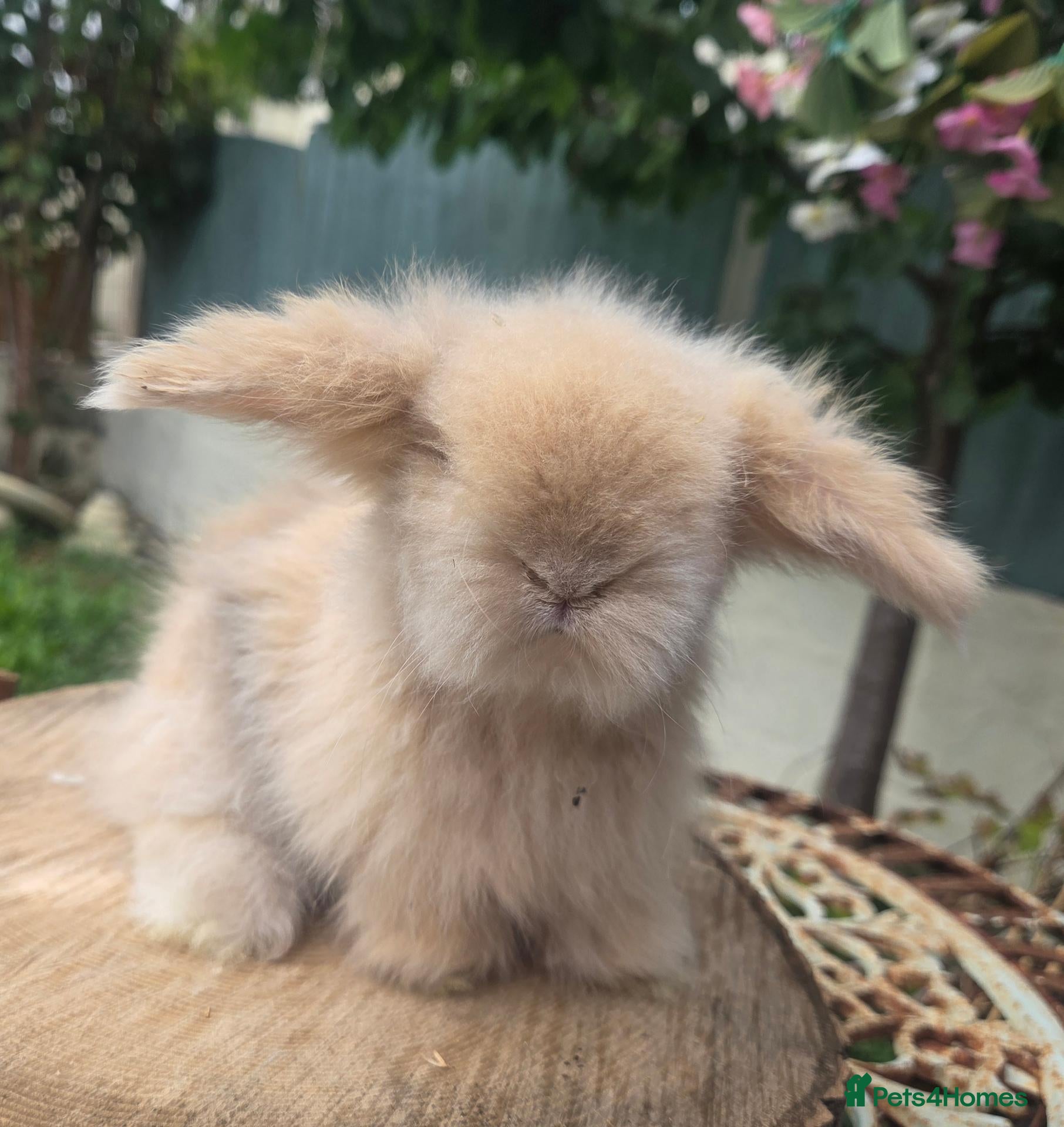 Angora rabbits  Super fluffy baby teddywidders  - Advert 2